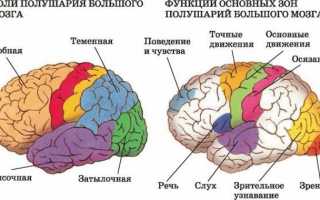 Амнестическая афазия: причины, симптомы, лечение, коррекция